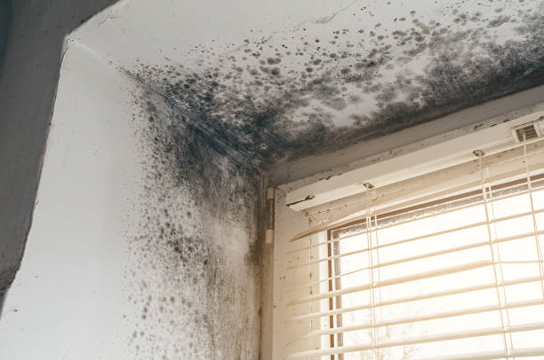 Affordable Mold Cleanup solutions in Seaford, VA
